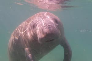 15 GERANIUM COURT, HOMOSASSA, FL 34446 - MLS#MFROM693564