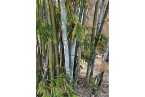 14040 151 TERRACE, FORT MC COY, FL 32134 Sold 05/01/25