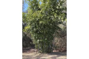 14040 151 TERRACE, FORT MC COY, FL 32134 Sold 05/01/25