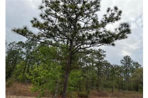 SW 152ND COURT, OCALA, FL 34481 - MLS#MFROM695248