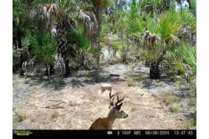 BENTON RD, NAPLES, FL 34117 Sold 04/18/25