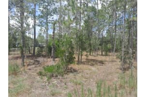 TBD 149TH COURT, WILLISTON, FL 32696 - MLS#MFROM703420