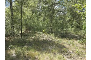 00 NE 150TH CT, WILLISTON, FL 32696 - MLS#MFROM708946