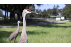 5540 157TH STREET ROAD, SUMMERFIELD, FL 34491 - MLS#MFROM710941