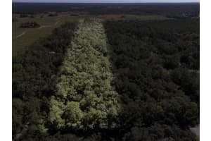 TBD NW 160TH AVE, WILLISTON, FL 32696 - MLS#MFROM711266