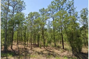 00 NARCISSUS ROAD, DUNNELLON, FL 34431 - MLS#MFROM715332