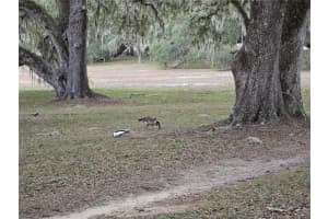 SW 136TH CT. RD, DUNNELLON, FL 34432 - MLS#MFROM716774