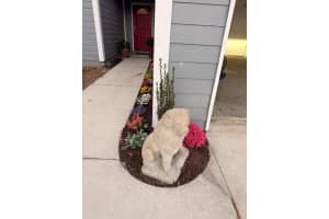 1336 154TH AVENUE, WILLISTON, FL 32696 - MLS#MFROM719830