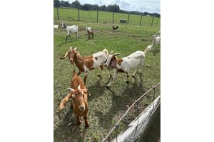 15120 85TH STREET, OCKLAWAHA, FL 32179 - MLS#MFROM723291