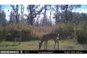 14905 CR 757, WEBSTER, FL 33597 Sold 05/16/25