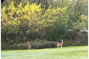 13333 MISTI LOOP, LAKELAND, FL 33809 Sold 10/06/25