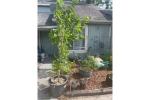 2418 SKAN CT #15-C, ORLANDO, FL 32839 Sold 02/15/23