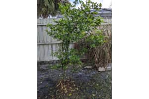 12110 Caper St, Orlando, FL 32837, Sold 05/22/23