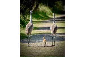 504 ZAMORA WAY, DAVENPORT, FL 33837 - MLS#MFRS5142095