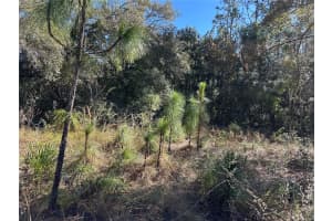 7991 N TINY LILY DRIVE, CITRUS SPRINGS, FL 34434 - MLS#MFRTB8327305