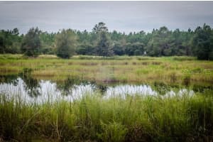 LOT 5, FORT MC COY, FL 32134 - MLS#MFRTB8335204