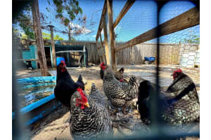 8180 61ST LANE, PINELLAS PARK, FL 33781 Sold 09/08/25