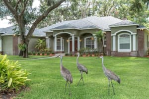 11008 NEST COURT, ODESSA, FL 33556 - MLS#MFRTB8401179