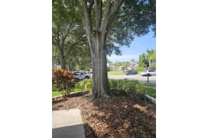 339 PETREA DRIVE, PALM HARBOR, FL 34684 - MLS#MFRTB8407971