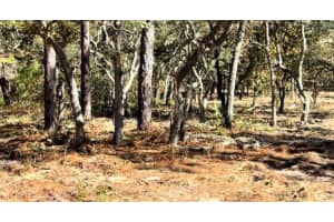 MASKED DUCK RD, BROOKSVILLE, FL 34614 - MLS#MFRTB8416627