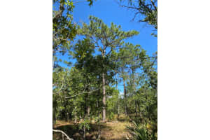 MASKED DUCK RD, BROOKSVILLE, FL 34614 - MLS#MFRTB8416627