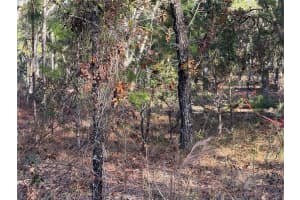 MASKED DUCK RD, BROOKSVILLE, FL 34614 - MLS#MFRTB8416627