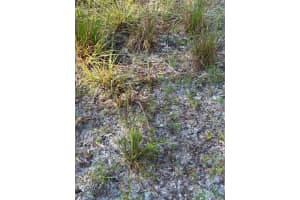 QUAIL HOLLOW BLVD BLVD, WESLEY CHAPEL, FL 33544 - MLS#MFRTB8417062