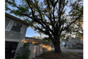 11717 RAINTREE DRIVE, TAMPA, FL 33617 - MLS#MFRTB8426555