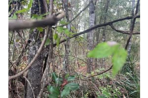 8026 SIMMONS STREET, BROOKSVILLE, FL 34613 - MLS#MFRTB8431676