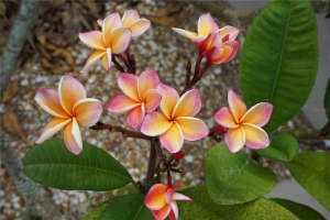 317 GREEN MANOR WAY, SUN CITY CENTER, FL 33573 - MLS#MFRTB8432622