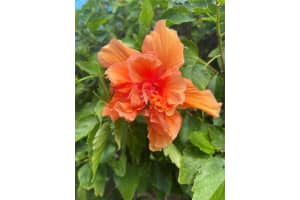 218 DOGWOOD CIRCLE, SEMINOLE, FL 33777 - MLS#MFRTB8441516