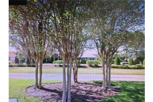 155 BLAZING STAR AVENUE, LAKE ALFRED, FL 33850 - MLS#MFRTB8444281