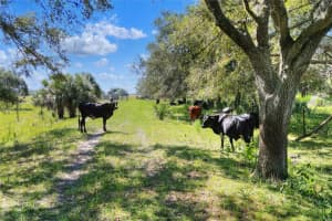 46891 FARABEE ROAD, PUNTA GORDA, FL 33982 - MLS#MFRTB8447031