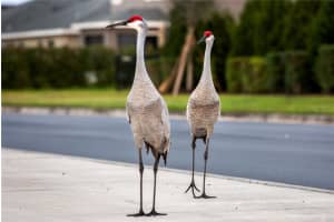 16507 66TH LANE, PARRISH, FL 34219 - MLS#MFRTB8448766