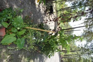 13230 9TH STREET, WILLISTON, FL 32696 - MLS#MFRTB8456215