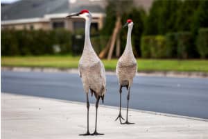 16307 66TH LANE, PARRISH, FL 34219 - MLS#MFRTB8457363