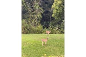 1333 SHADY PINE WAY, TARPON SPRINGS, FL 34688 - MLS#MFRTB8464204