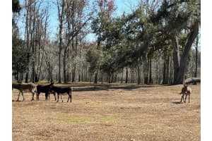 37214 HESTER ROAD, DADE CITY, FL 33525 - MLS#MFRTB8470667