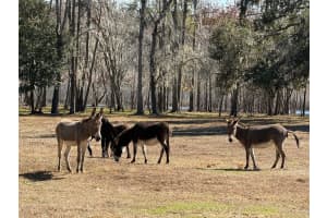 37214 HESTER ROAD, DADE CITY, FL 33525 - MLS#MFRTB8470667