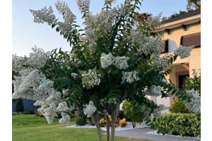 14110 TOMENTOSA AVENUE, RIVERVIEW, FL 33569 - MLS#MFRTB8471327