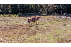 11560 TARPON SPRINGS, ODESSA, FL 33556 - MLS#MFRTB8480455