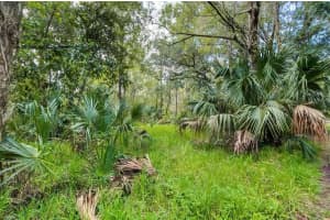 14902 DEAD RIVER ROAD, THONOTOSASSA, FL 33592 - MLS#MFRTB8482130