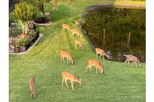 13106 ROYAL GEORGE AVENUE, ODESSA, FL 33556 - MLS#MFRTB8483715