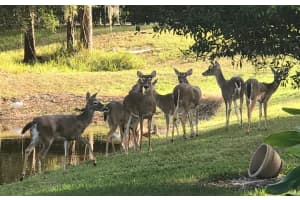 13106 ROYAL GEORGE AVENUE, ODESSA, FL 33556 - MLS#MFRTB8483715