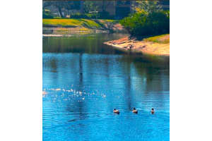 2661 SABAL SPRINGS CIRCLE, CLEARWATER, FL 33761 - MLS#MFRTB8486768