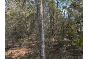 SW 30TH PL, OCALA, FL 34481 - MLS#MFRTB8490483