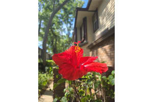 1491 MAHOGANY LANE, PALM HARBOR, FL 34683 - MLS#MFRTB8493463