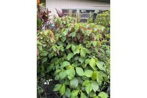 3962 60TH STREET, ST PETERSBURG, FL 33709 - MLS#MFRTB8496996