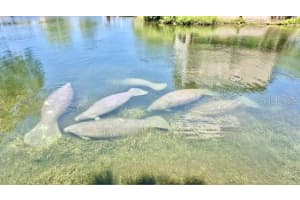 6448 RICHARD DRIVE, WEEKI WACHEE, FL 34607 - MLS#MFRTB8500983