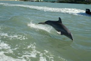 1310 Gulf Blvd, Clearwater, FL 33767, Sold 12/21/17